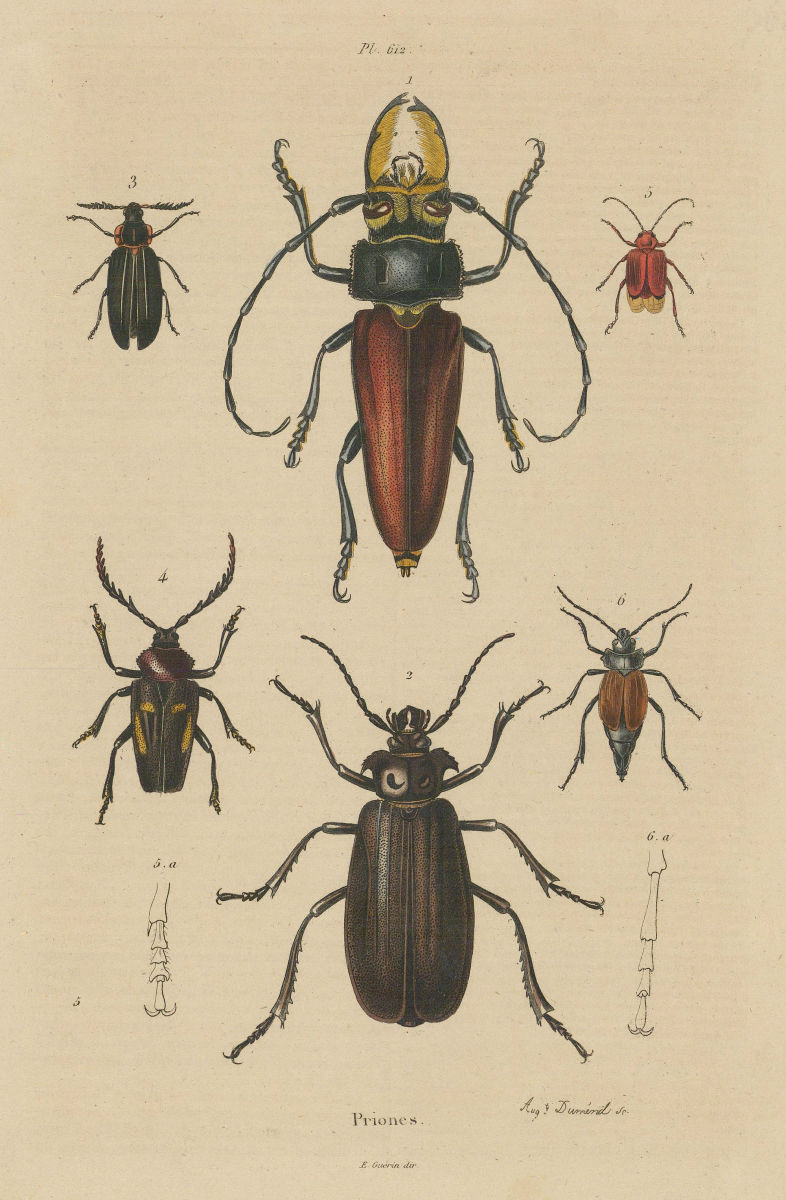 INSECTS. Prioninae (Long Horned Beetle). III 1833 old antique print picture